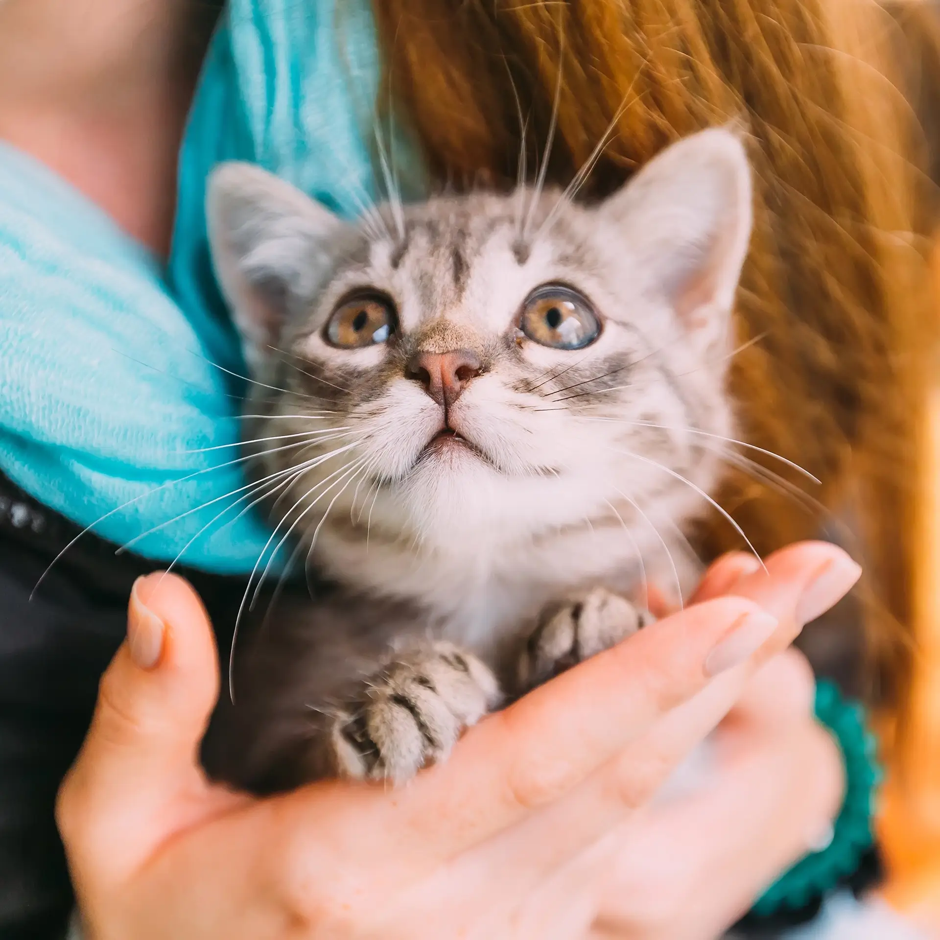 cura-fip-gatti-farmaci-petizione