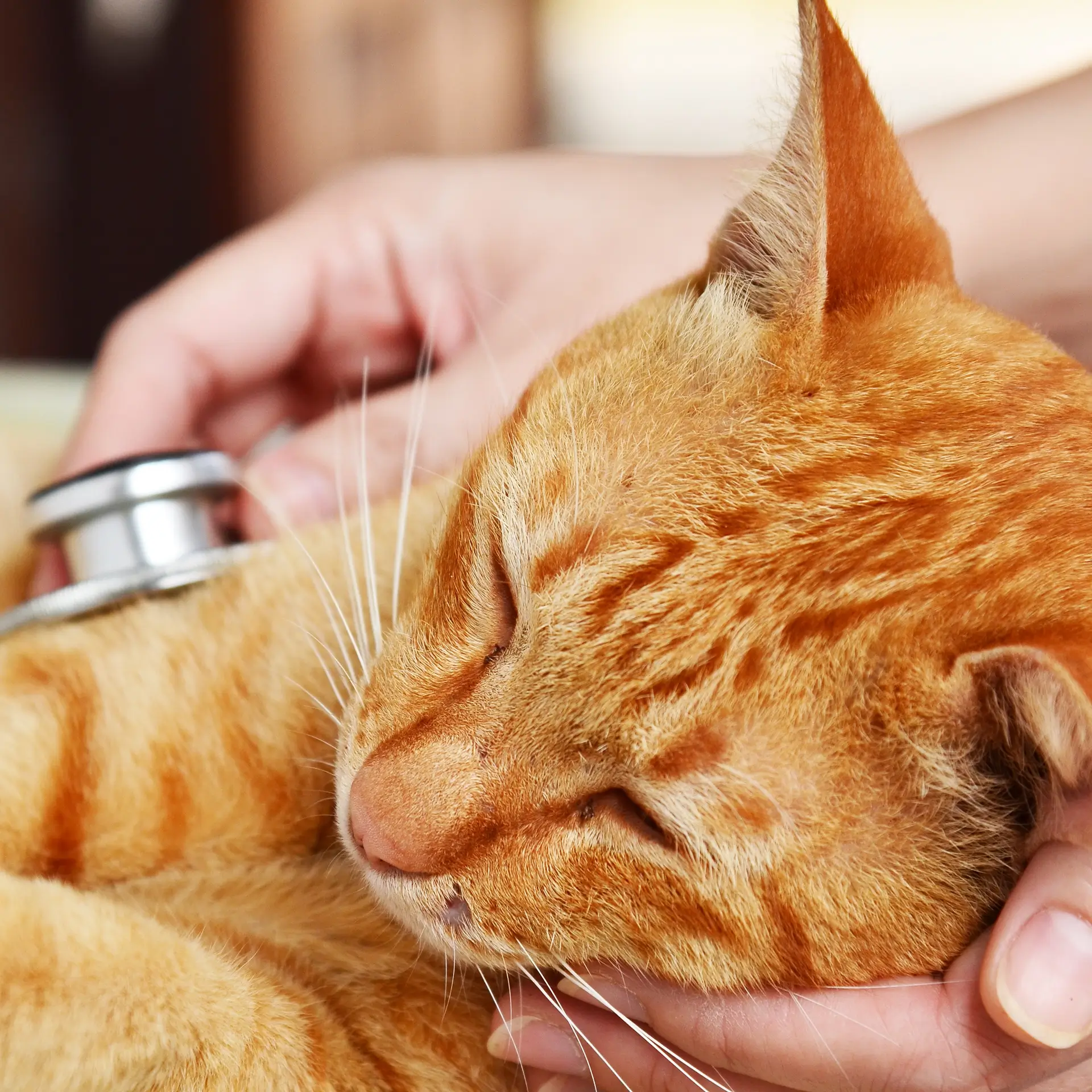 fip-gatti-esiste-cura-petizione-farmaci