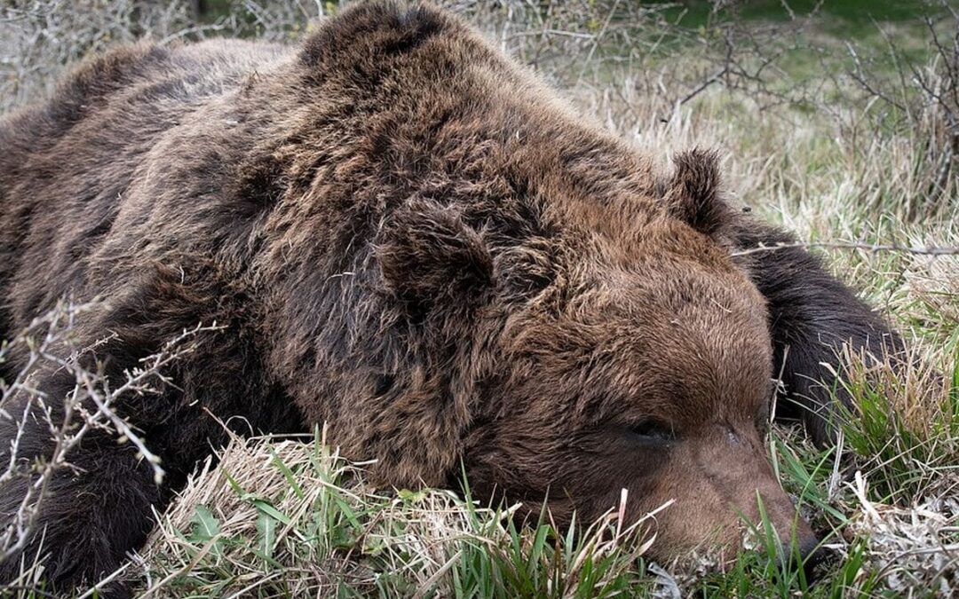LNDC Animal Protection vigila sulla morte dell’orso nel Parco Sirente-Velino