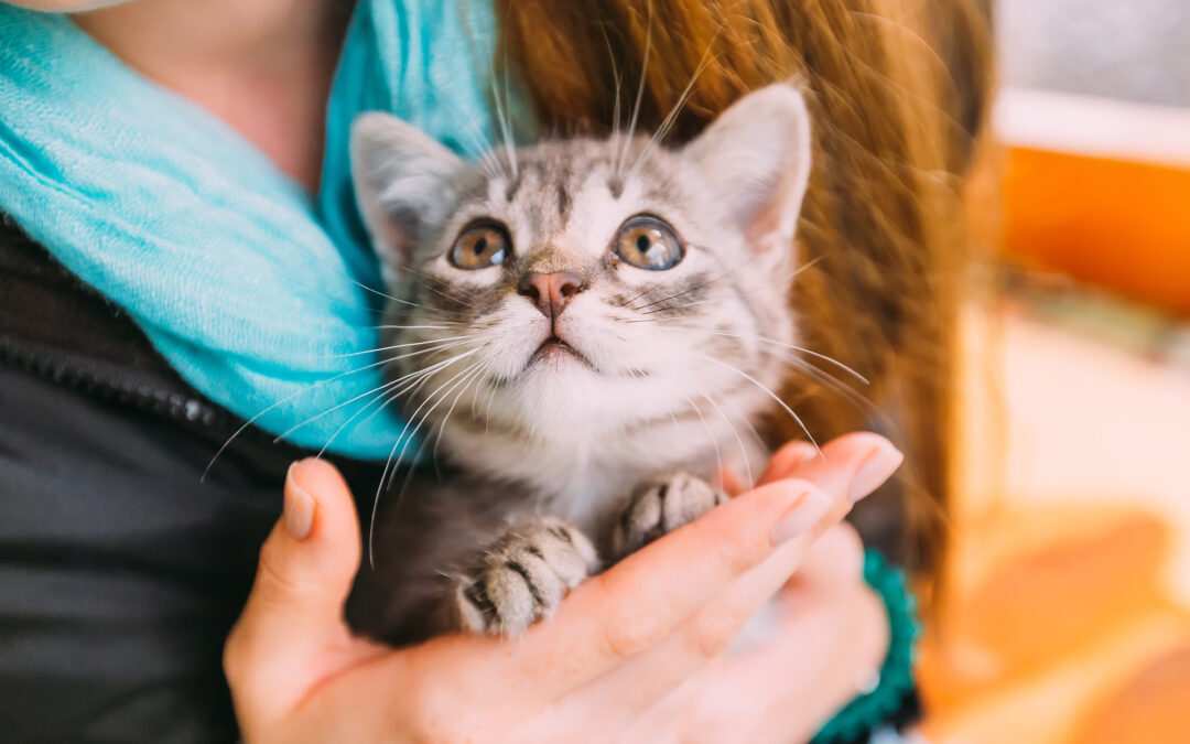 LNDC Animal Protection lancia una petizione nazionale per salvare i gatti malati di FIP: “Il Ministero autorizzi subito il farmaco salvavita Gs-441524”