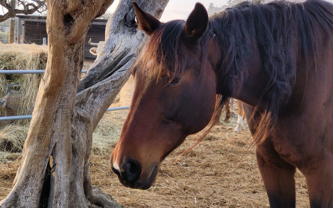 La Storia di Stelvio: Dalla Sofferenza alla Libertà