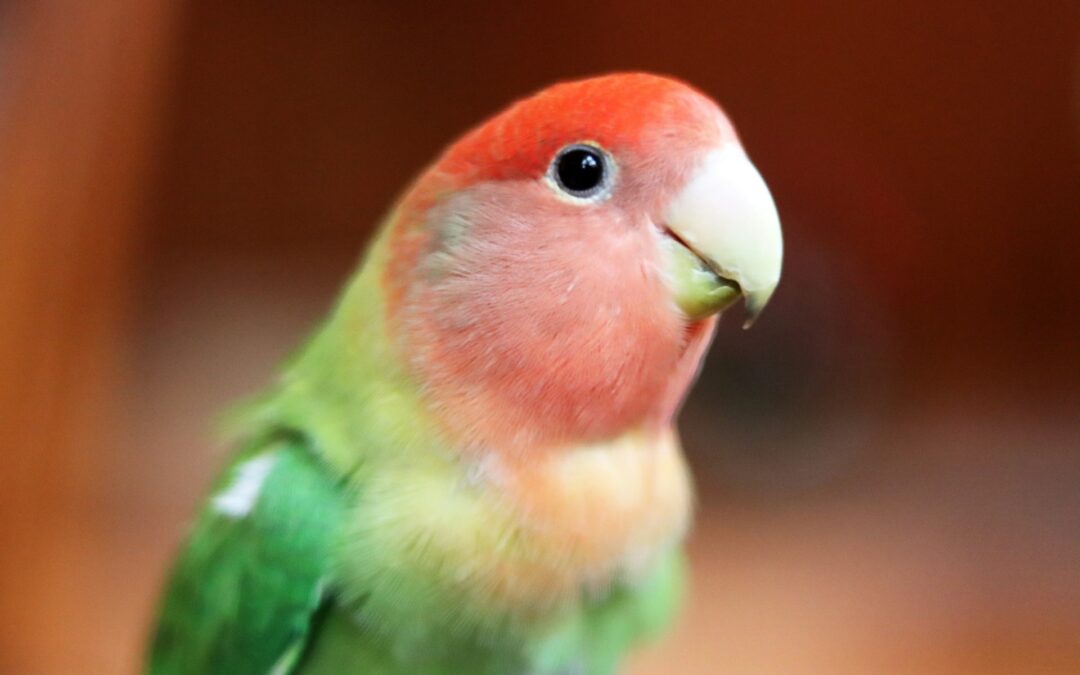 Noto: pappagallino maltrattato per scattare foto con i turisti. LNDC Animal Protection denuncia e chiede controlli sistematici contro lo sfruttamento degli animali per fini turistici