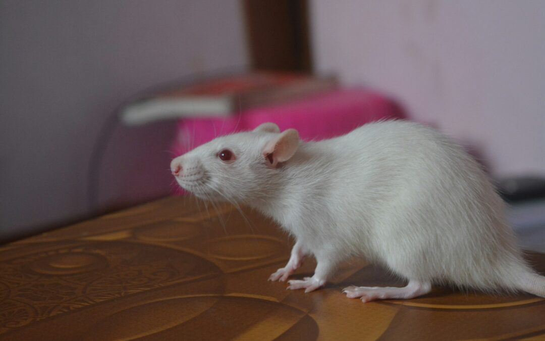 Caso Università di Catanzaro: chiuse le indagini. 32 indagati, tra cui ex rettore e dirigenti sanitari