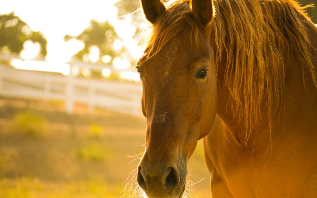 Sagra della carne di cavallo a Corato: un evento anacronistico che ignora il rispetto per gli animali