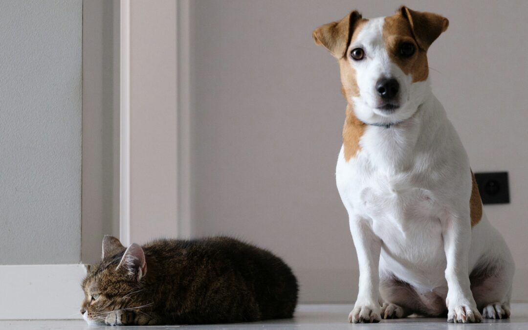 Chippare il tuo animale: una scelta d’amore, un obbligo di legge.