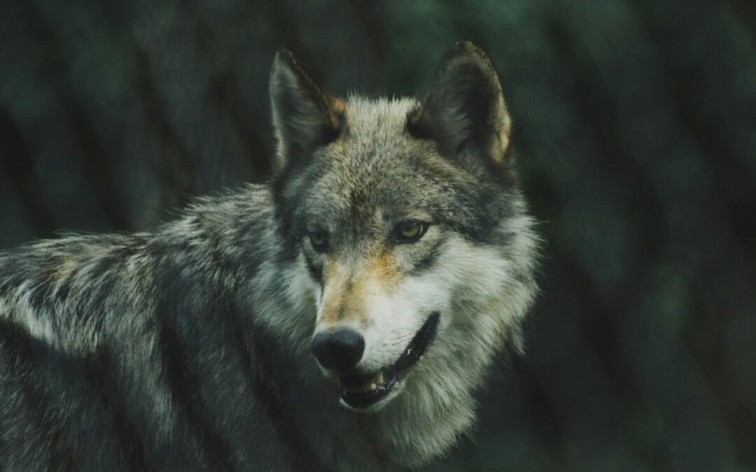 LNDC Animal Protection: “Lupa strangolata a Giuncano, un crimine che grida vendetta. Declassare la protezione del lupo è un errore pericoloso”