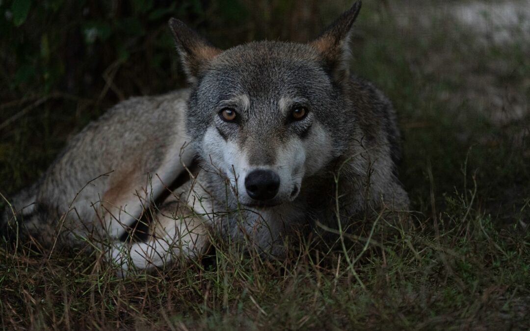 Lupo, LNDC Animal Protection: Coldiretti alimenta paure infondate e arretrate, serve convivenza non propaganda