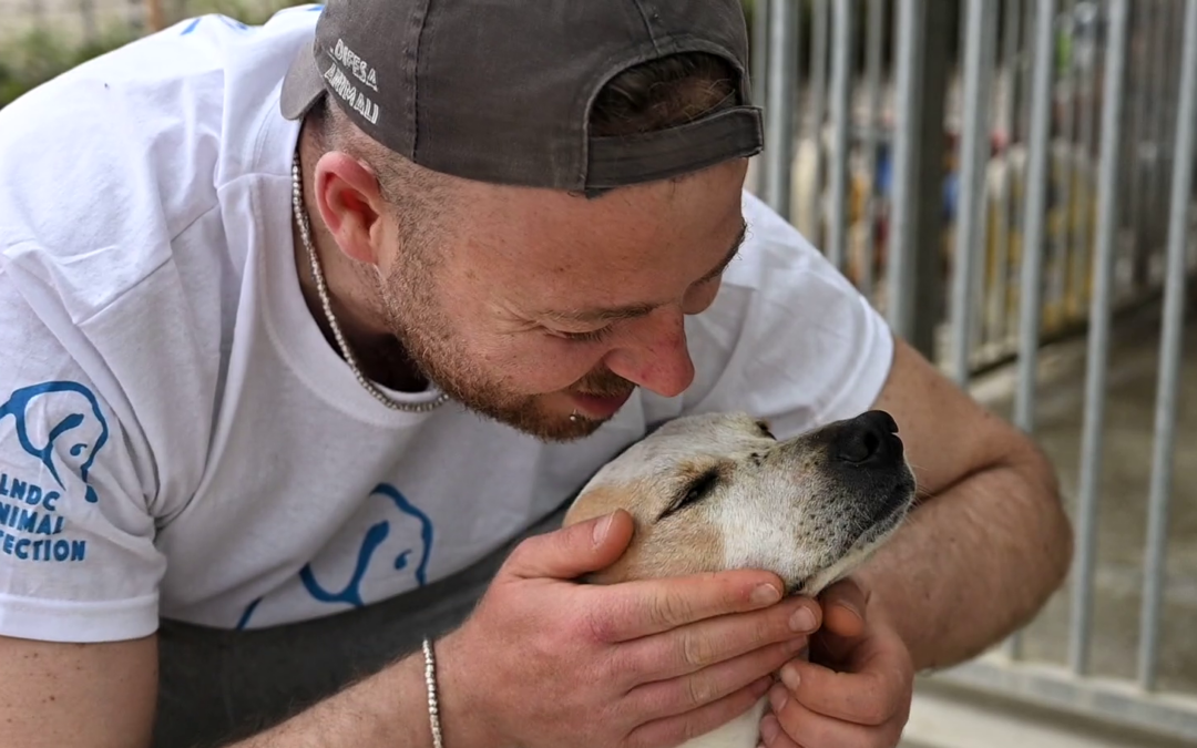 Dove ricomincia la vita: i rifugi LNDC Animal Protection