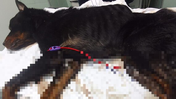 LNDC denuncia un grave caso di maltrattamento animale in provincia di Alessandria: cane morto e diversi gatti abbandonati in casa