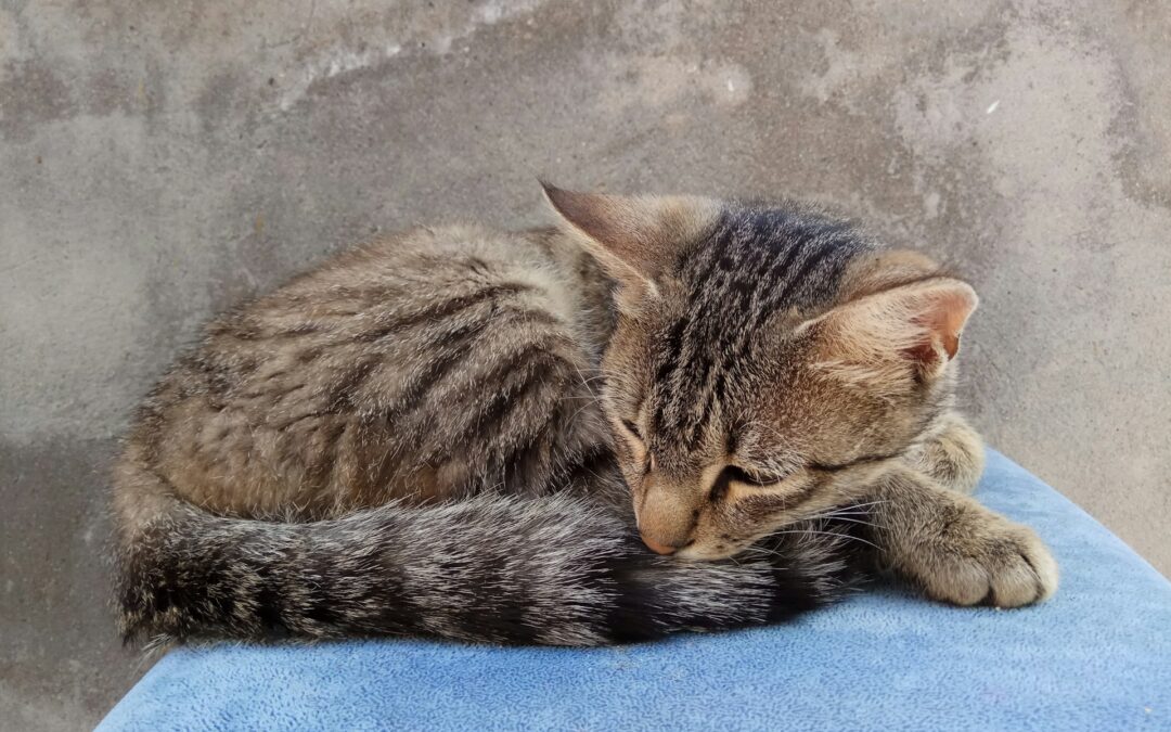 Roma, gatto legato con una corda e lanciato in aria: LNDC e la garante per gli animali intervengono nel procedimento penale