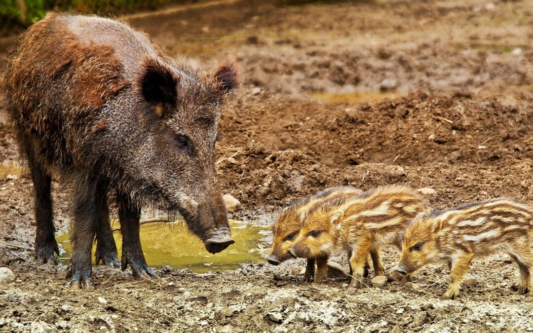 Cinghiali investiti e uccisi per “divertimento” in provincia di Massa Carrara – LNDC presenta denuncia: “Scene raccapriccianti, non è goliardia, è un crimine”