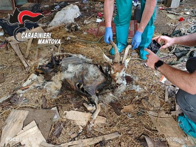 Capre e pecore lasciate morire senza cibo né acqua – LNDC: “Ennesima prova della crudeltà degli allevamenti per profitto”