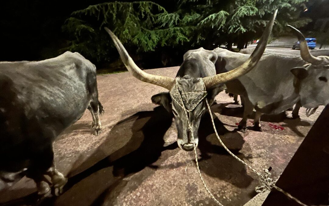 Buoi frustati e trascinati su un tronco durante una festa popolare: LNDC denuncia un grave caso di maltrattamento a Castelsaraceno (PZ)