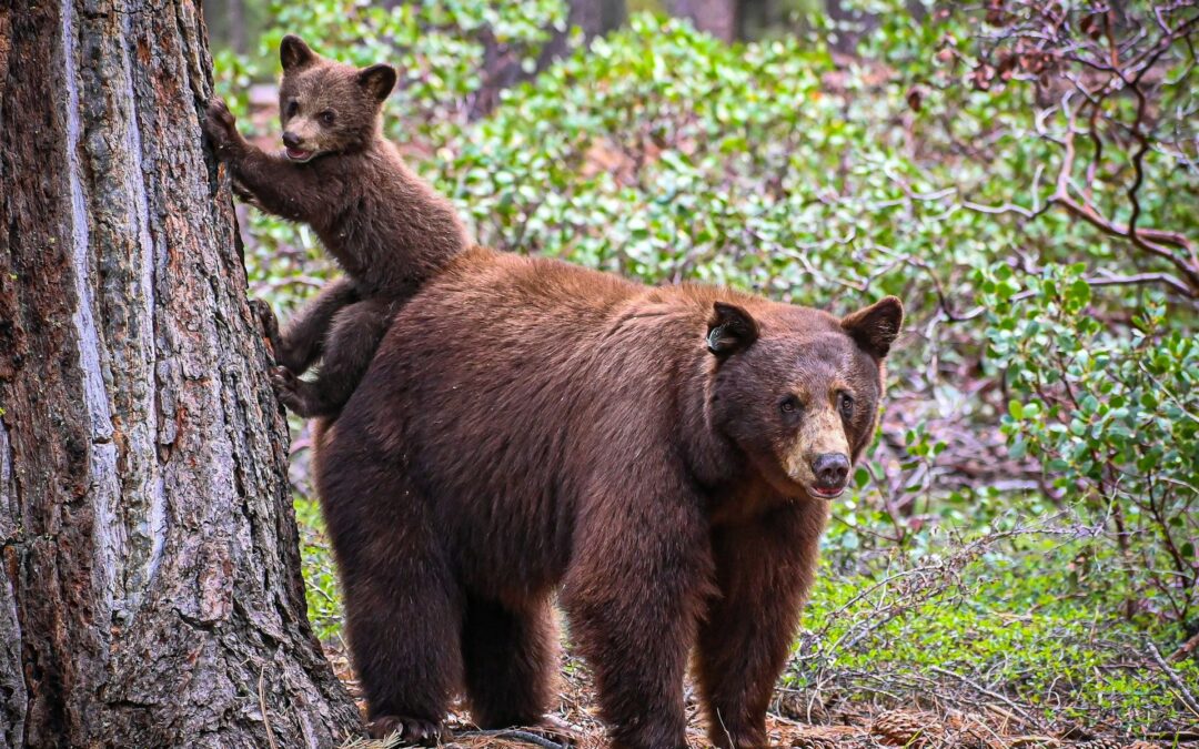 Uccisione orsa Amarena, LNDC Animal Protection presente alla prima udienza: “Abbiamo chiesto di costituirci parte civile per dare voce a una vita spezzata senza motivo”