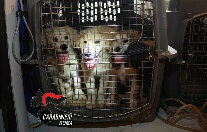 Vallinfreda, tre cuccioli abbandonati in una casa. LNDC: “Un gesto crudele, l’abbandono è un reato e non può essere ignorato”