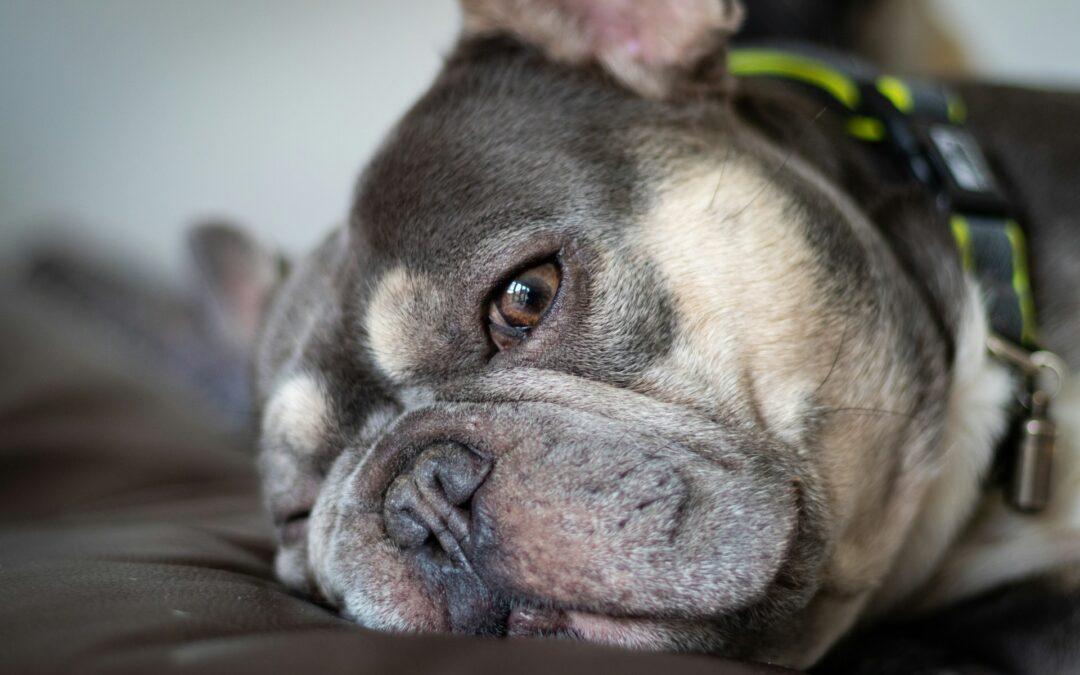 LNDC Animal Protection denuncia l’uccisione a sangue freddo della cagnolina Bea a Castelfranco (RI)