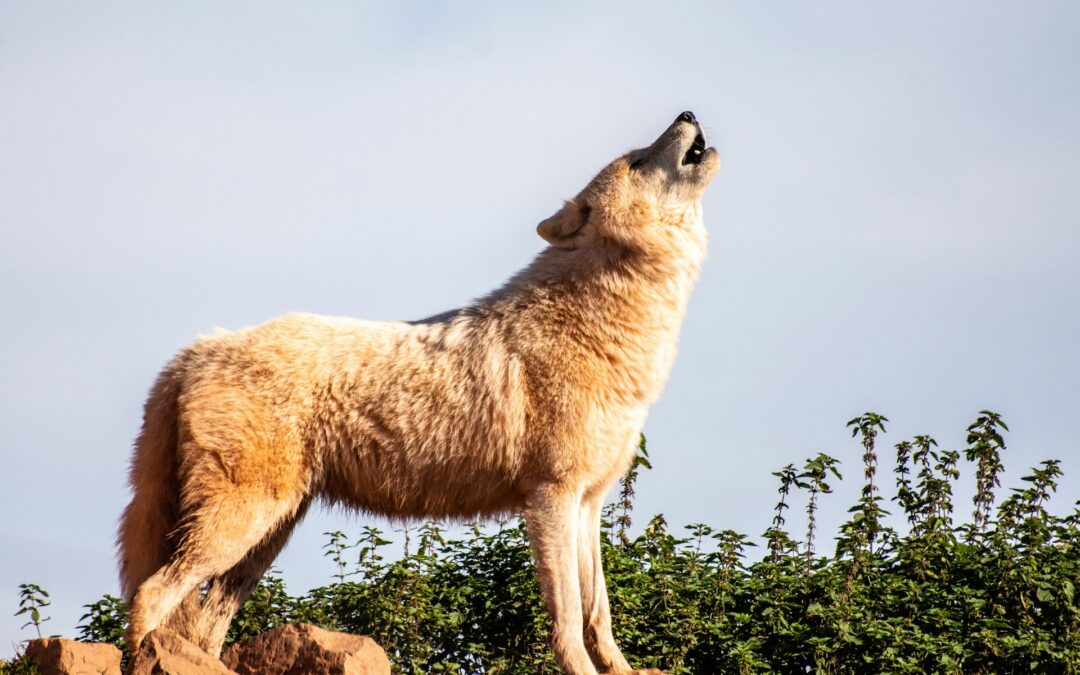 L’Europa rilancia la favola del lupo cattivo: no al declassamento politico della specie
