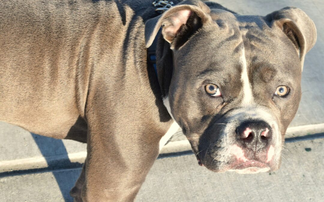 Vercelli, cane muore per colpo di calore in auto: LNDC presenta denuncia e lancia l’allarme sui rischi del caldo