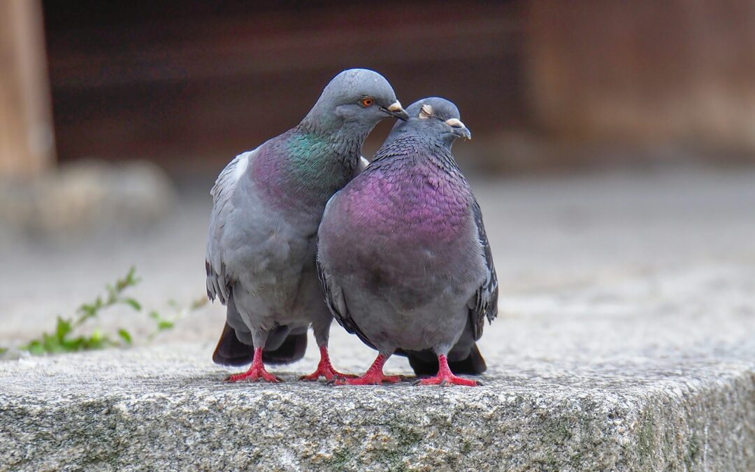 In Lombardia è far west: approvato il piano regionale per l’abbattimento di piccioni e corvidi 2025–2029