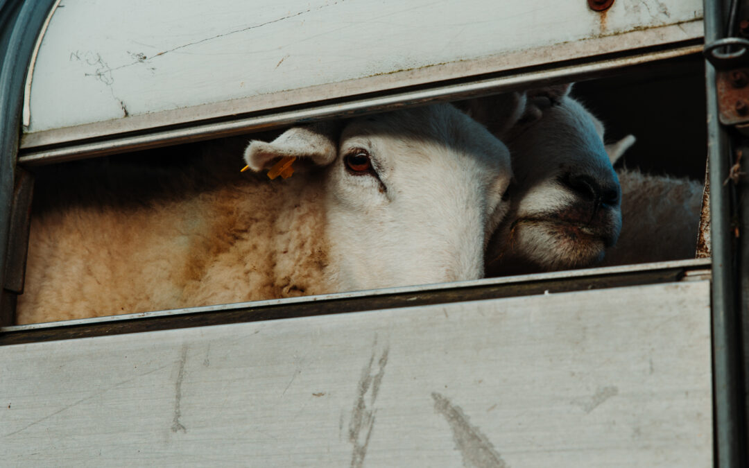 Ovini trasportati in condizioni illegali e inaccettabili, LNDC Animal Protection presenta denuncia: “Un sistema crudele che va fermato”