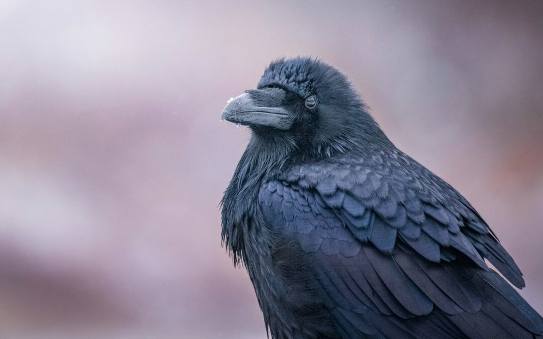 Corvide recluso come richiamo: LNDC presenta esposto e denuncia metodi crudeli autorizzati dalla Regione Veneto