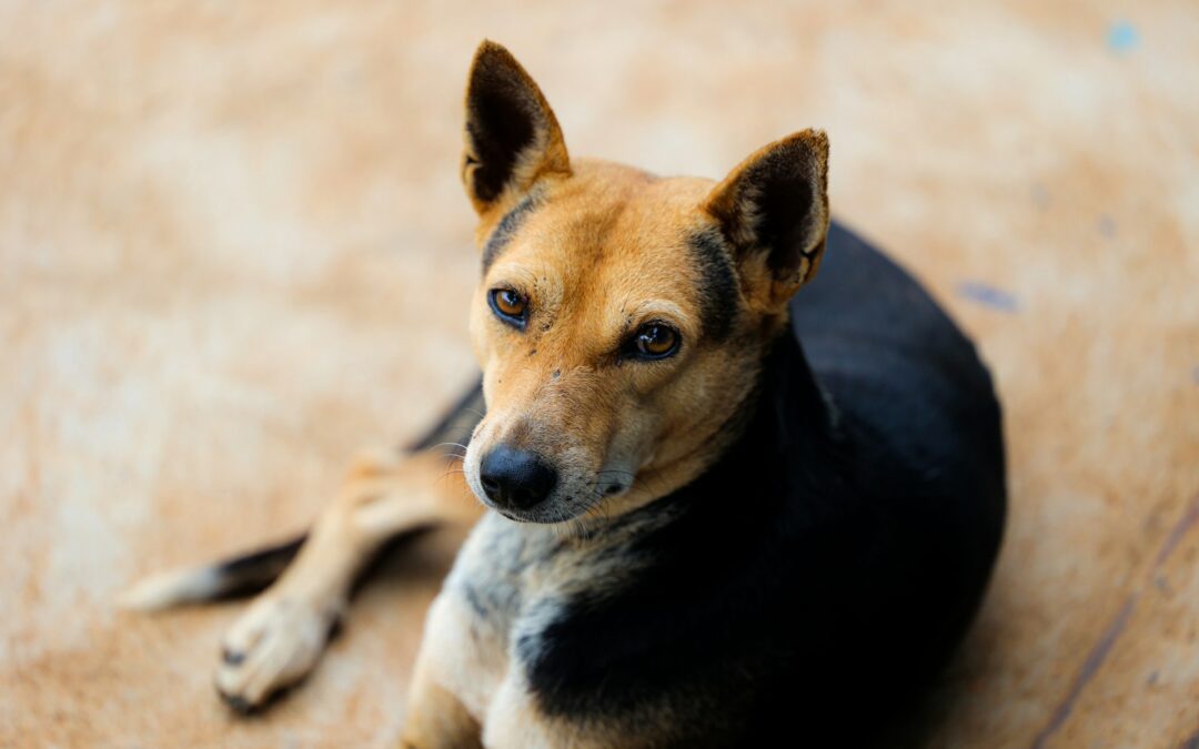 Cane chiuso in una busta a Corigliano-Rossano