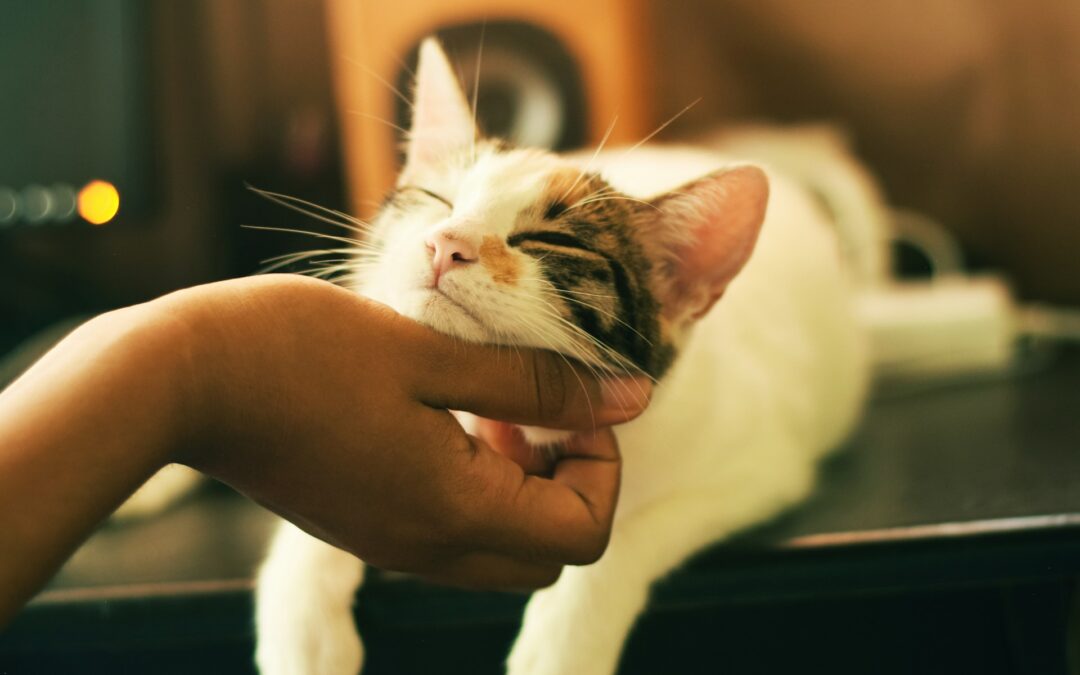 Adotta un gatto del rifugio: una seconda possibilità che cambia due vite