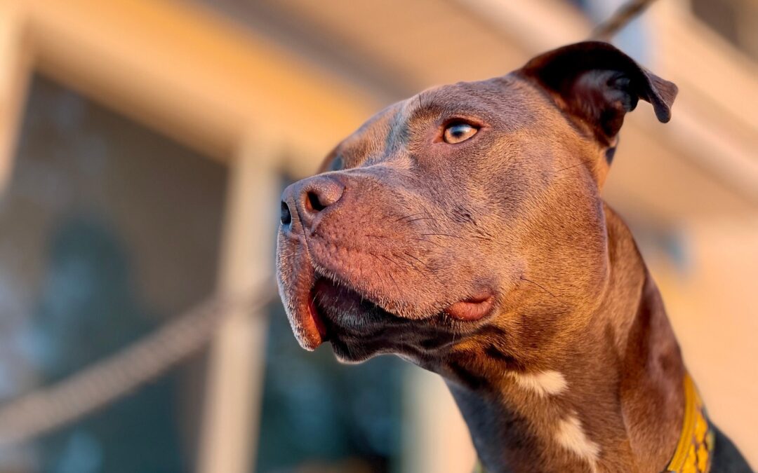Diego, il pitbull morto nel reggiano. LNDC: “Inaccettabile lasciare morire un cane di caldo e di sete”.