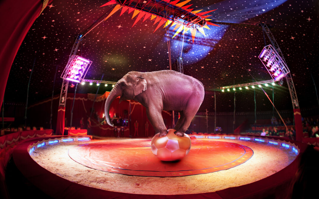 LNDC Animal Protection contro il circo con animali a Francavilla al Mare: venerdì 11 luglio manifestazione di protesta