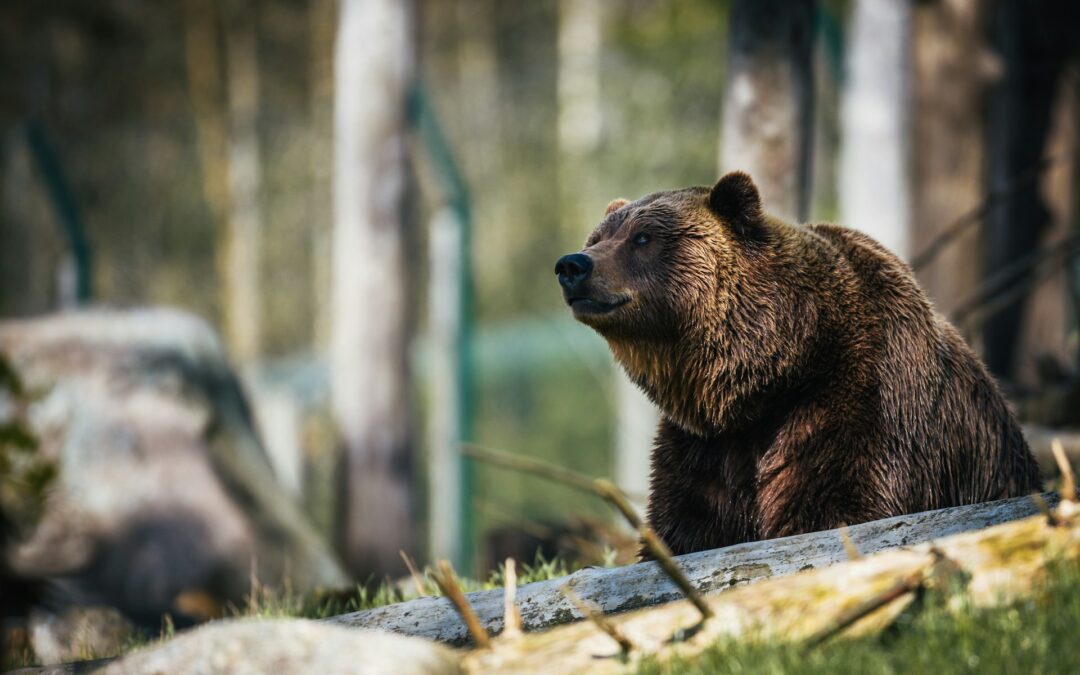 Caso orsa F36: accolta l’opposizione di LNDC Animal Protection, due persone andranno a processo