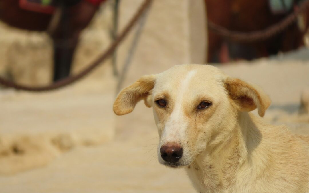 LNDC Animal Protection: “Dal Marocco promesse tradite e crudeltà inaccettabili contro i cani randagi. FIFA e FIGC non possono restare in silenzio”