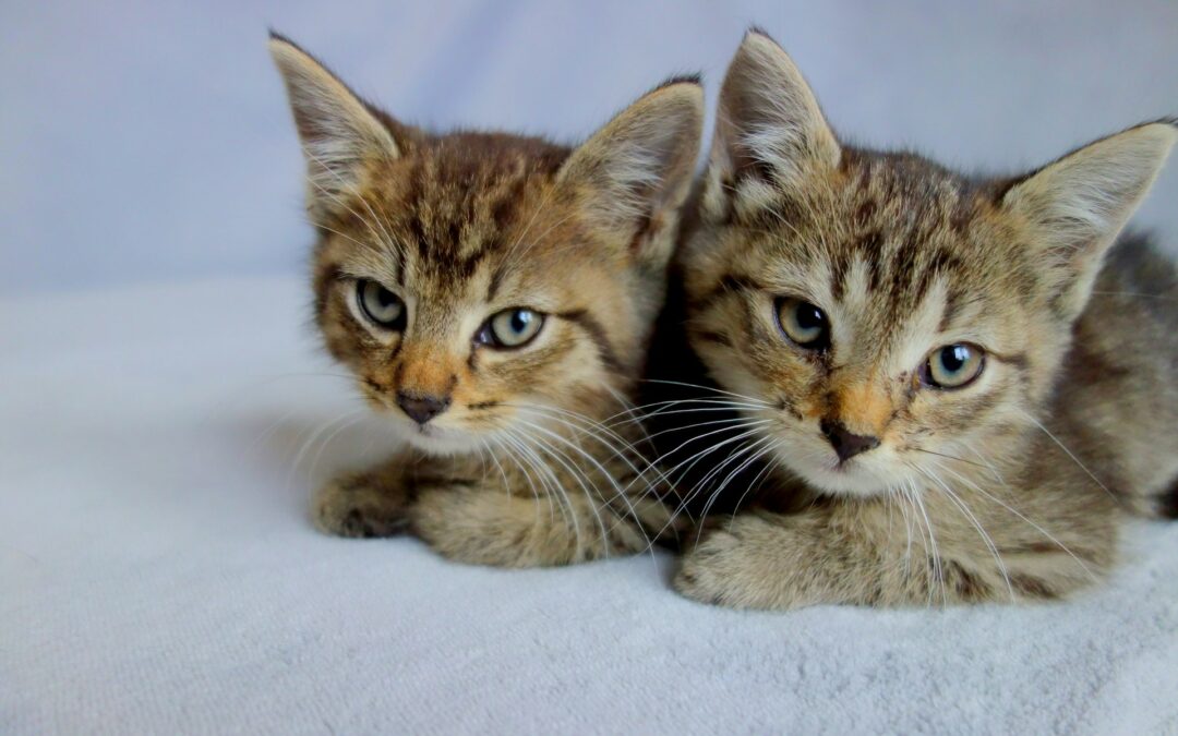 Gattini e cane abbandonati nel Ravennate. LNDC Animal Protection presenta denuncia: “L’abbandono è un reato, non un gesto disperato”