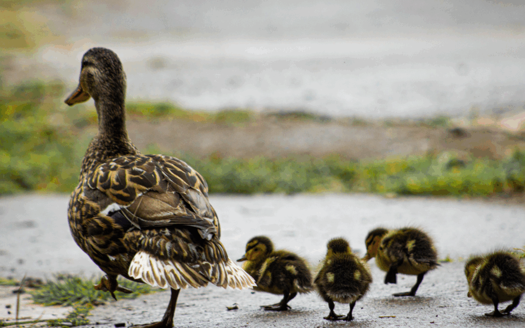 Albisola, auto travolge e uccide sette anatre: LNDC Animal Protection sporge denuncia.