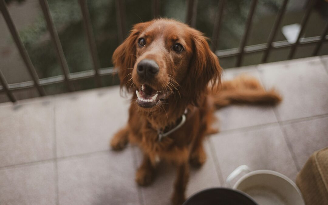 Cani lasciati al sole sui balconi: LNDC Animal Protection richiama al rispetto della legge e invita a segnalare ogni caso di maltrattamento