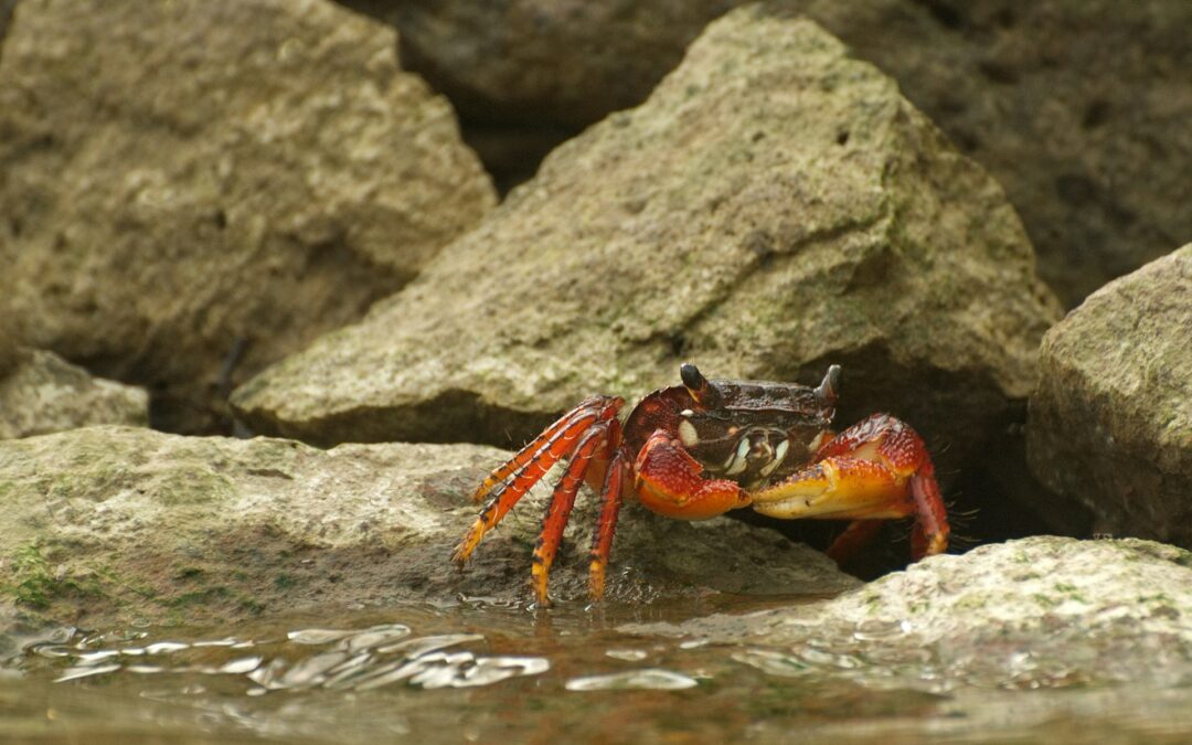 Nasce la coalizione “Dalla parte dei crostacei”per tutelare granchi, aragoste e astici