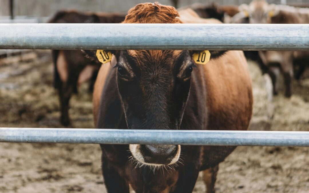 Petizione contro l’accordo UE – Mercosur:  “Un tradimento per gli  animali, l’ambiente, i cittadini, e il comparto agricolo”.