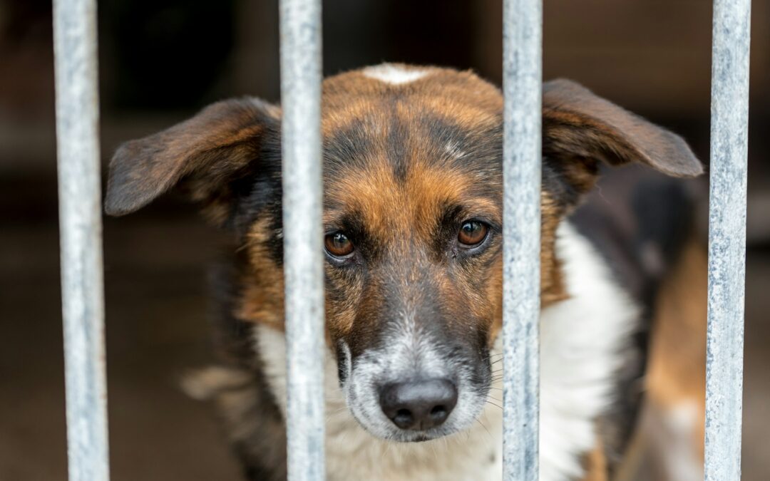 Meloni in visita a un allevamento di cani in Puglia: LNDC apprezza la sensibilità ma ricorda l’emergenza randagismo e segnala possibili pratiche illegali