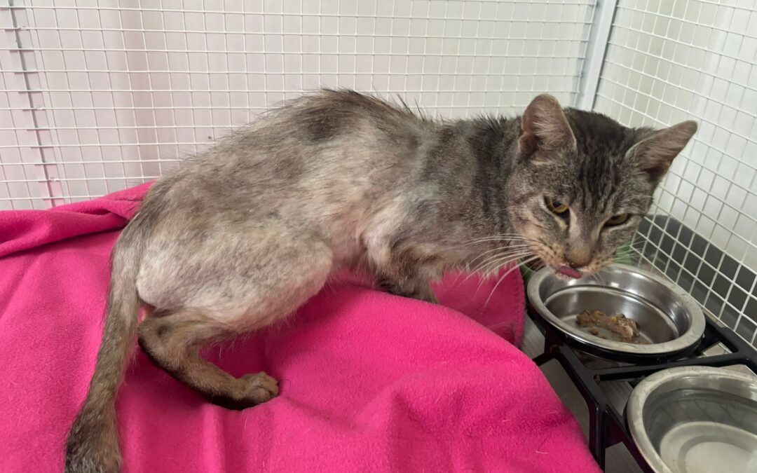 Pirù, lasciato solo perché malato: la sua rinascita è una storia d’amore