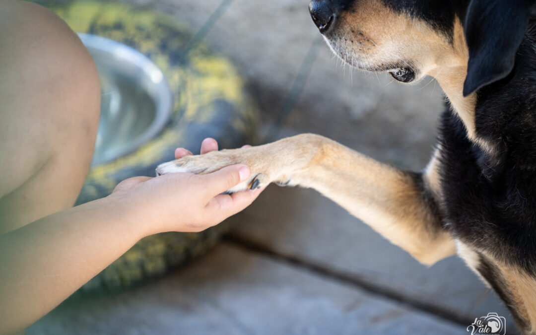 Pescara, revoca del finanziamento per il nuovo canile: LNDC chiede chiarezza e responsabilità
