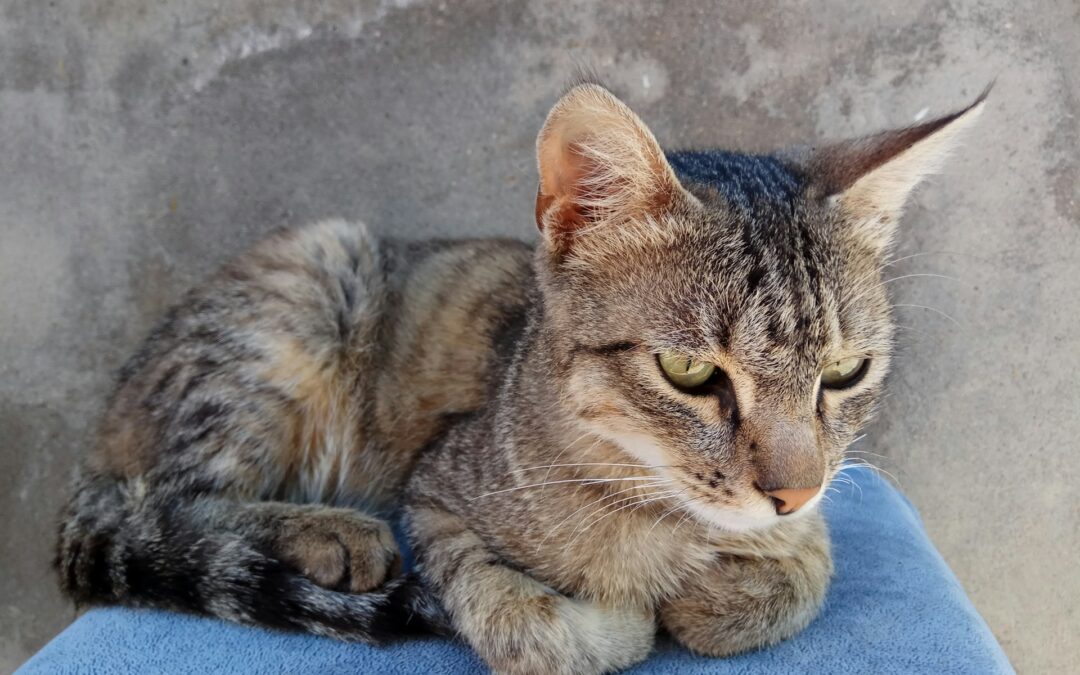 Sesto San Giovanni, gatta anziana abbandonata in un sacchetto. LNDC Animal Protection: l’ennesimo segnale di un’emergenza sociale che non può più essere ignorata.