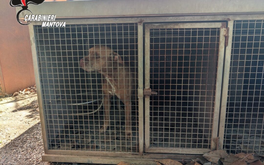 Canile-lager a Castiglione delle Stiviere: quando la crudeltà è programmata e inaccettabile