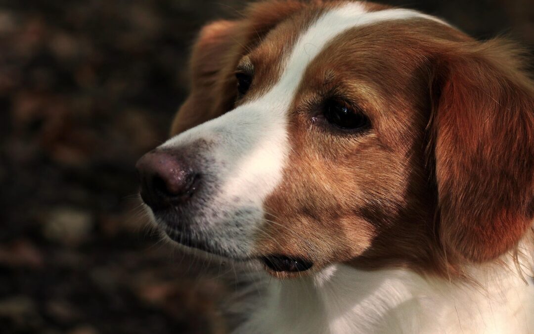 Latina: cani maltrattati e bambini in condizioni igieniche disastrose