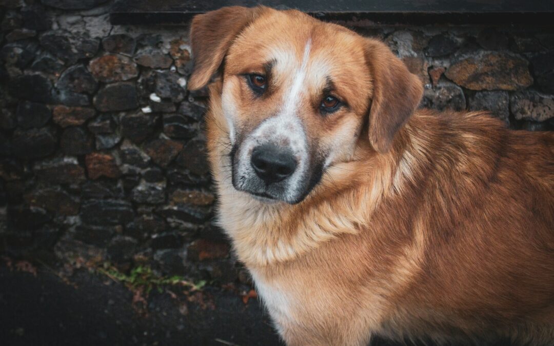 Sant’Anastasia (NA): cane abbandonato e maltrattato. LNDC Animal Protection: “inaccettabile riaffidarlo alla proprietaria, chiediamo il sequestro immediato”