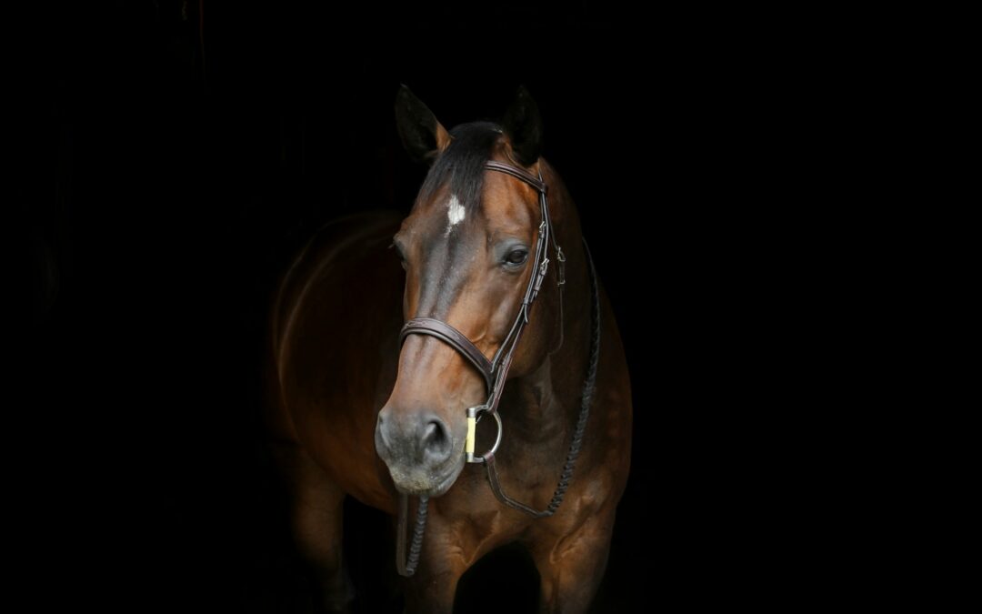 Cavallo costretto a trottare accanto a un’auto sulla provinciale a Foggia