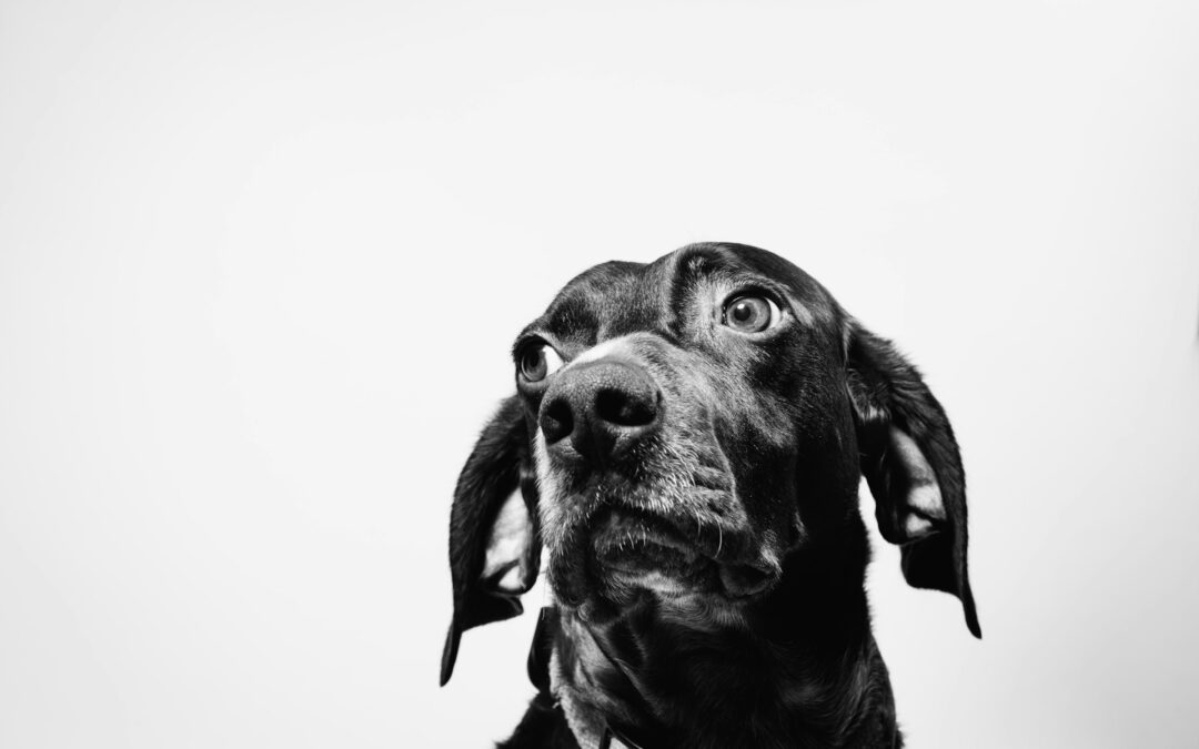 Fano: la violenza è sempre violenza – il caso del 20enne arrestato lo conferma