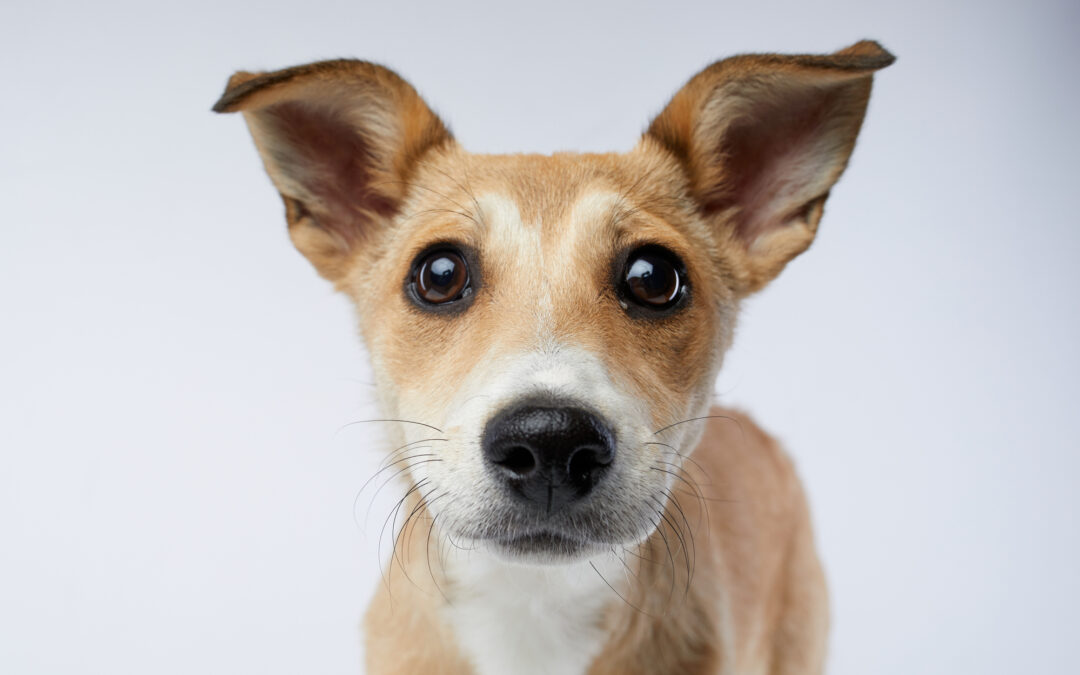 Biella: cane lavato a getto d’acqua in autolavaggio. LNDC Animal Protection condanna il gesto e sporge denuncia