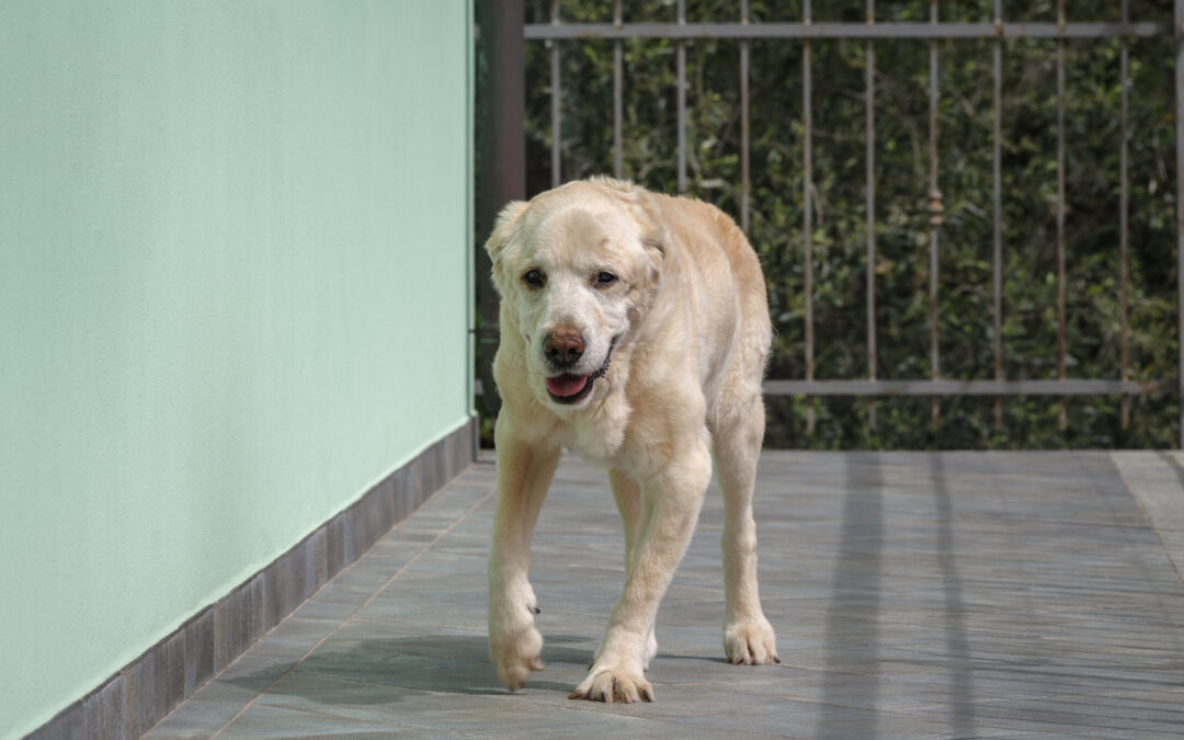 Brusciano (NA): cane abbandonato sul balcone senza acqua né cibo. LNDC Animal Protection: “Vogliamo chiarezza sul destino dell’animale e chiediamo l’interdizione al possesso per il proprietario”