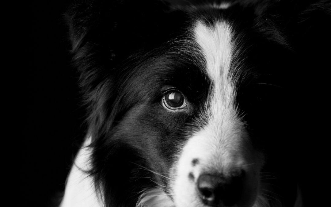 Naro (AG): cane sgozzato per strada dall’ennesimo aggressore – LNDC Animal Protection denuncia e chiede giustizia