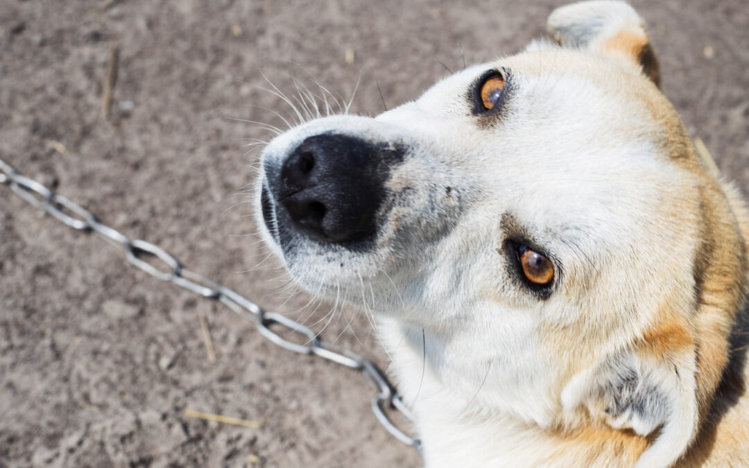 Giugliano, crudeltà senza limiti: cane muore legato sotto il sole mentre la proprietaria è in vacanza. LNDC denuncia e chiede provvedimenti immediati