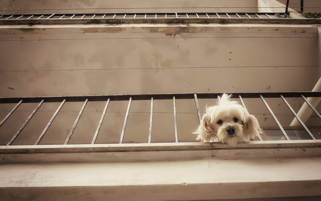 Cuneo, follia e crudeltà: cane lanciato dal balcone e ucciso. LNDC chiede giustizia esemplare e divieto di detenere animali